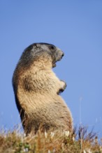 Alpine marmot (Marmota marmota) calling, Hohe Tauern National Park, Austria