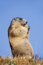 Alpine marmot (Marmota marmota) feeding, Hohe Tauern National Park, Austria