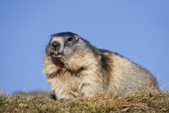 Alpine marmot (Marmota marmota), Hohe Tauern National Park, Austria