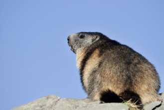 Alpine marmot (Marmota marmota), Hohe Tauern National Park, Austria