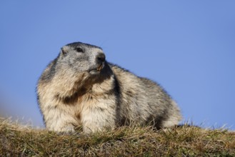Alpine marmot (Marmota marmota), Hohe Tauern National Park, Austria