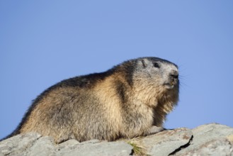 Alpine marmot (Marmota marmota), Hohe Tauern National Park, Austria