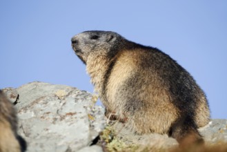 Alpine marmot (Marmota marmota), Hohe Tauern National Park, Austria
