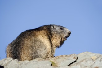 Alpine marmot (Marmota marmota), Hohe Tauern National Park, Austria