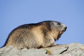 Alpine marmot (Marmota marmota), Hohe Tauern National Park, Austria