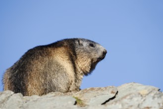 Alpine marmot (Marmota marmota), Hohe Tauern National Park, Austria