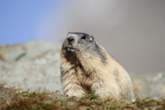 Alpine marmot (Marmota marmota), Hohe Tauern National Park, Austria