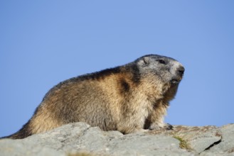 Alpine marmot (Marmota marmota), Hohe Tauern National Park, Austria
