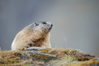 Alpine marmot (Marmota marmota), Hohe Tauern National Park, Austria