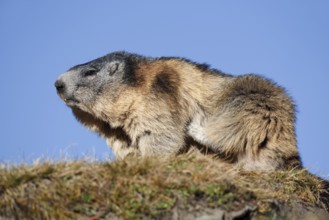 Alpine marmot (Marmota marmota), Hohe Tauern National Park, Austria