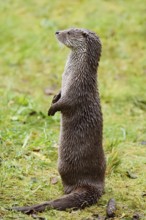 Eurasian otter or European otter (Lutra lutra) standing upright, captive, Germany