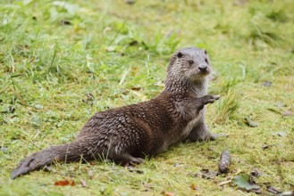 Eurasian otter or European otter (Lutra lutra) lying in a meadow, captive, Germany