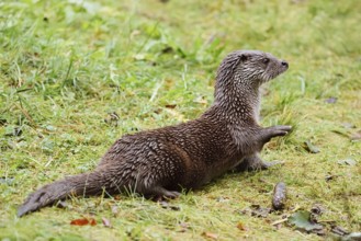 Eurasian otter or European otter (Lutra lutra) lying in a meadow, captive, Germany