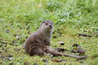 Eurasian otter or European otter (Lutra lutra), captive, Germany