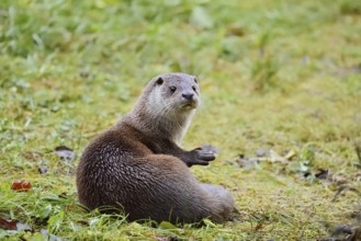 Eurasian otter or European otter (Lutra lutra), captive, Germany
