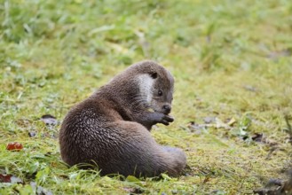 Eurasian otter or European otter (Lutra lutra), captive, Germany