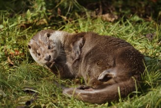 Eurasian otter or European otter (Lutra lutra), captive, Germany