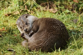 Eurasian otter or European otter (Lutra lutra), captive, Germany