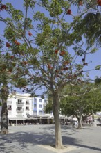 Largo Engenheiro Duarte Pacheco Square, Albufeira, Algarve, Portugal