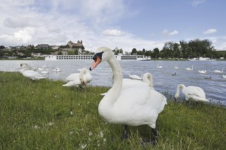 Mute swans on the Rhine with a view of the Münsterberg and St Stephan's Minster, Breisach am Rhein,