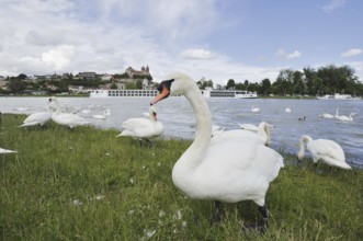 Mute swans on the Rhine with a view of the Münsterberg and St Stephan's Minster, Breisach am Rhein,
