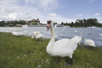 Mute swans on the Rhine with a view of the Münsterberg and St Stephan's Minster, Breisach am Rhein,
