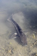 Russian sturgeon or Waxdick (Acipenser gueldenstaedtii), released animal in a lake, North