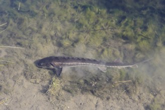 Russian sturgeon or Waxdick (Acipenser gueldenstaedtii), released animal in a lake, North