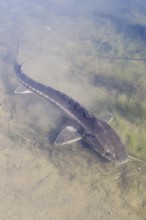 Russian sturgeon or Waxdick (Acipenser gueldenstaedtii), released animal in a lake, North