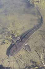 Russian sturgeon or Waxdick (Acipenser gueldenstaedtii), released animal in a lake, North