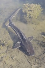 Russian sturgeon or Waxdick (Acipenser gueldenstaedtii), released animal in a lake, North