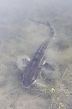 Russian sturgeon or Waxdick (Acipenser gueldenstaedtii), released animal in a lake, North