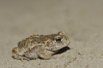 Natterjack toad (Epidalea calamita, Bufo calamita), North Rhine-Westphalia, Germany
