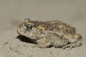 Natterjack toad (Epidalea calamita, Bufo calamita), North Rhine-Westphalia, Germany