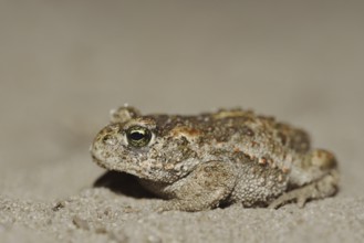 Natterjack toad (Epidalea calamita, Bufo calamita), North Rhine-Westphalia, Germany