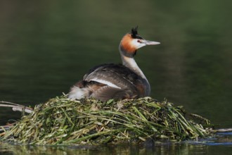 Great Crested Grebe (Podiceps Scalloped ribbonfish) sitting on its nest, North Rhine-Westphalia,
