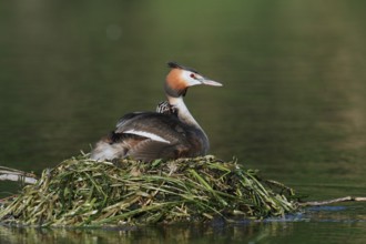 Great Crested Grebe (Podiceps Scalloped ribbonfish) feeding chicks on the nest, North