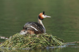 Great Crested Grebe (Podiceps Scalloped ribbonfish) sitting on its nest, North Rhine-Westphalia,