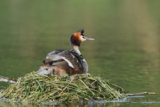 Great Crested Grebe (Podiceps scalloped ribbonfish) with chicks on the nest, North