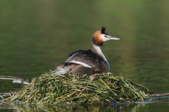 Great Crested Grebe (Podiceps Scalloped ribbonfish) sitting on its nest, North Rhine-Westphalia,