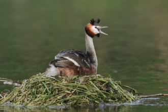 Great Crested Grebe (Podiceps scalloped ribbonfish) sitting on the nest and calling, North