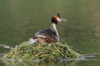 Great Crested Grebe (Podiceps scalloped ribbonfish) sitting on the nest and calling, North