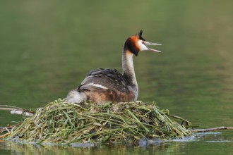 Great Crested Grebe (Podiceps scalloped ribbonfish) sitting on the nest and calling, North