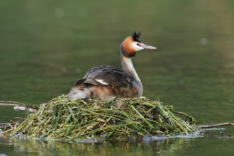 Great Crested Grebe (Podiceps Scalloped ribbonfish) sitting on its nest, North Rhine-Westphalia,