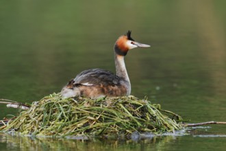 Great Crested Grebe (Podiceps Scalloped ribbonfish) sitting on its nest, North Rhine-Westphalia,
