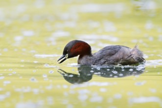 Little grebe (Tachybaptus ruficollis), North Rhine-Westphalia, Germany