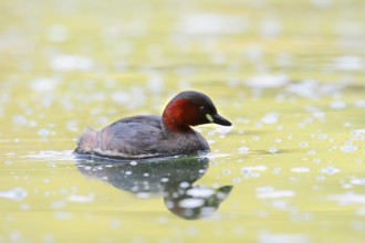 Little grebe (Tachybaptus ruficollis), North Rhine-Westphalia, Germany
