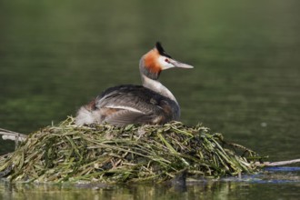 Great Crested Grebe (Podiceps Scalloped ribbonfish) sitting on its nest, North Rhine-Westphalia,