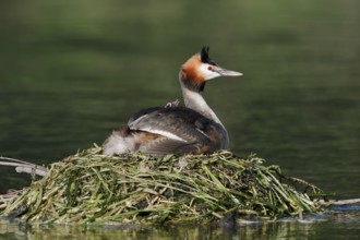 Great Crested Grebe (Podiceps scalloped ribbonfish) with chicks on the nest, North