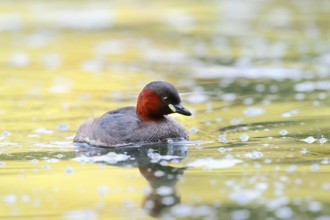 Little grebe (Tachybaptus ruficollis), North Rhine-Westphalia, Germany